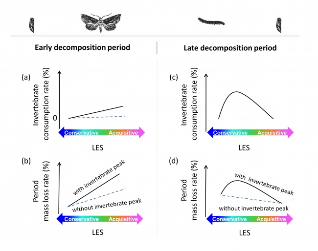 Invertebrate phenology modulates the effect of the leaf economics spectrum-1 Invertebrate phenology modulates the effect of the leaf economics spectrum-1